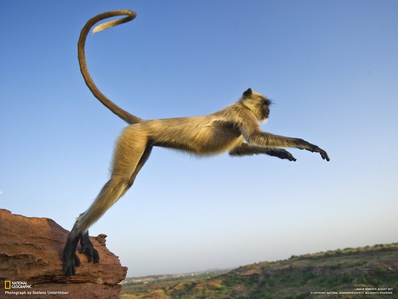 Langur monkey in mid-leap