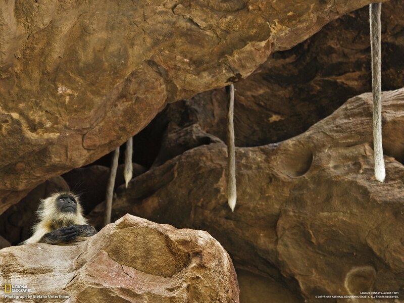 Langur monkeys in a cave