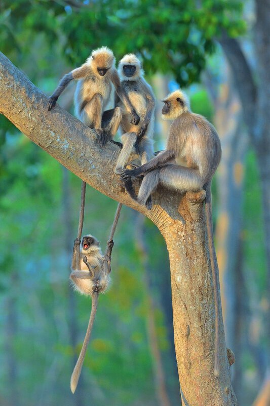 Langur Monkeys on Branch