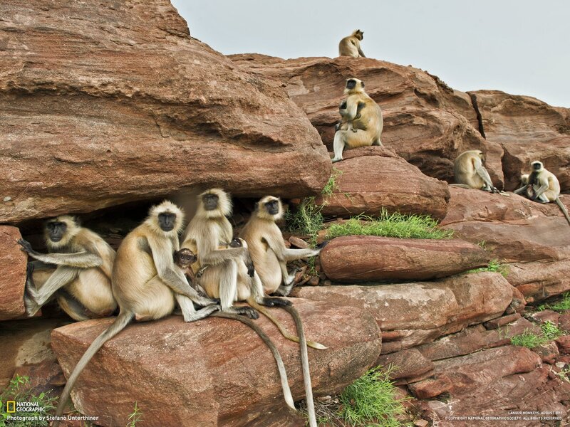 Langur monkeys on rocks