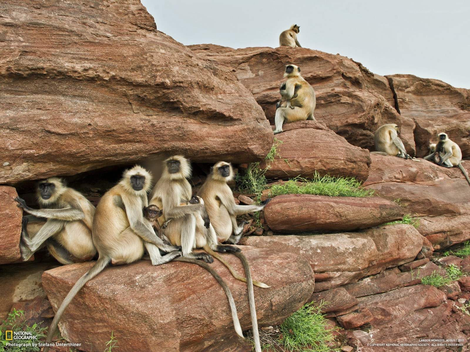 Langur monkeys on rocks