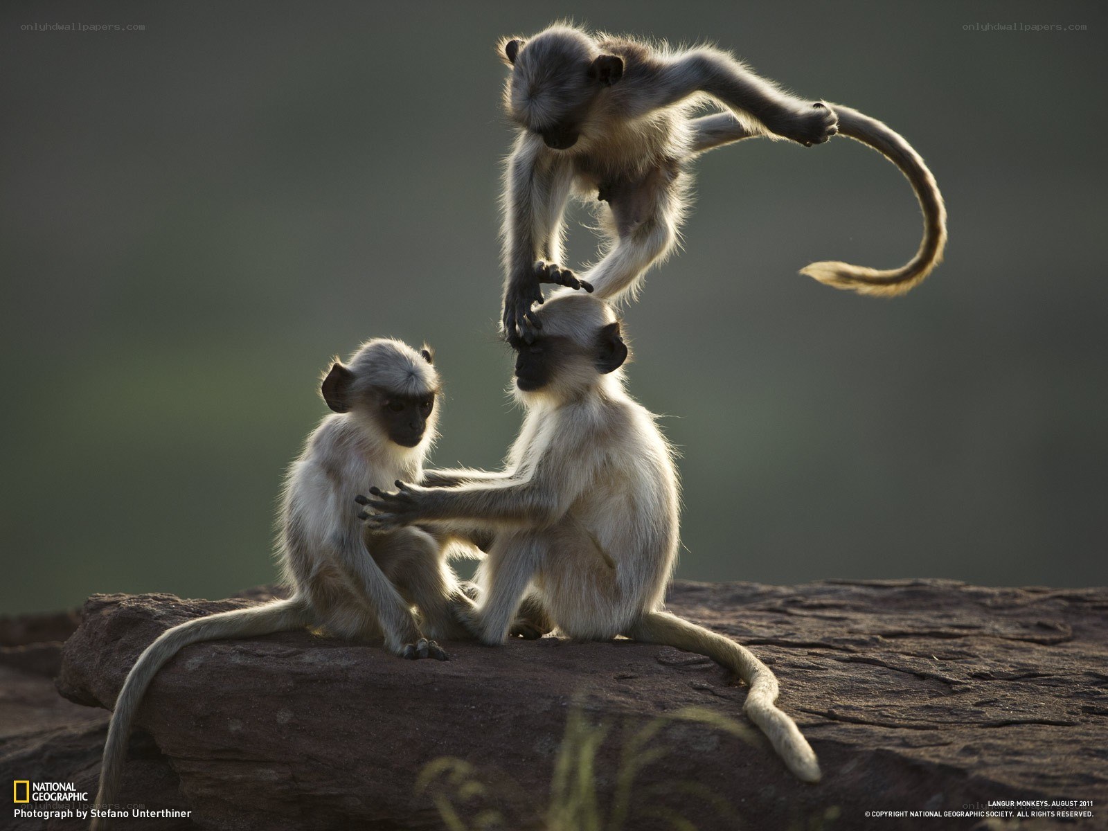 Langur monkeys playing