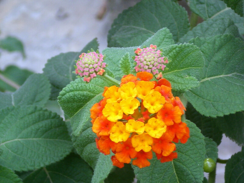 Lantana flower cluster