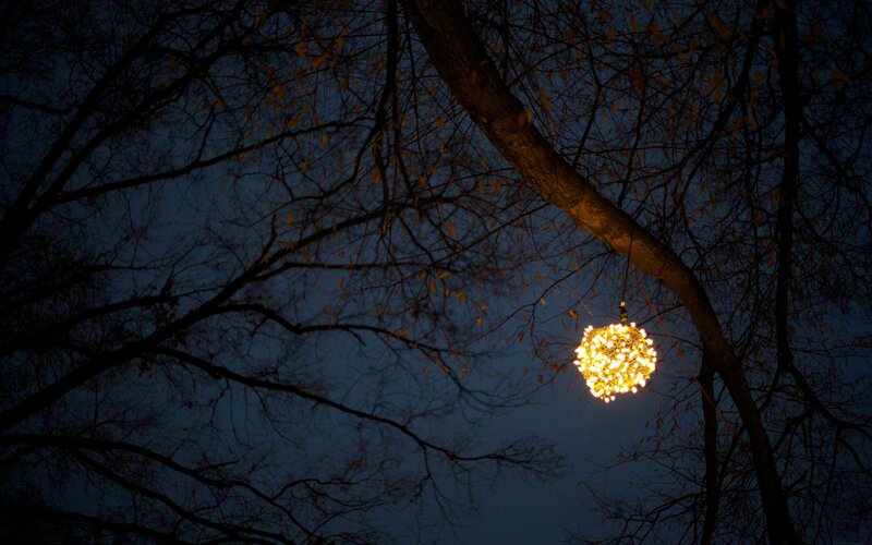 Lantern hanging from a tree
