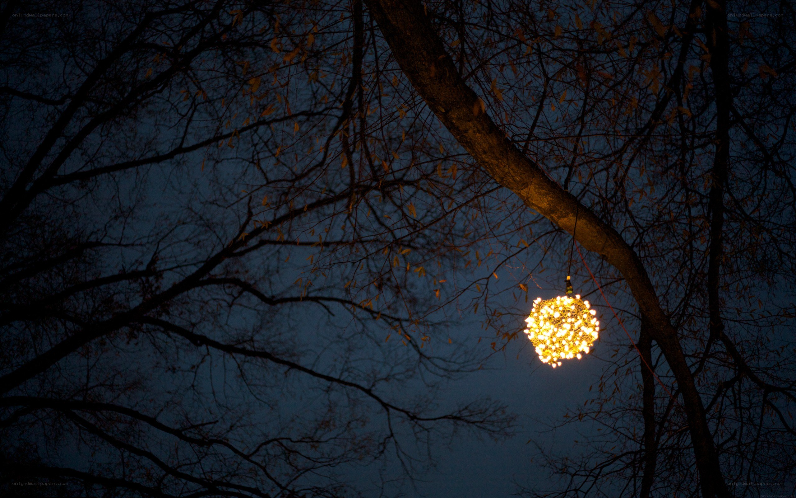 Lantern hanging from a tree