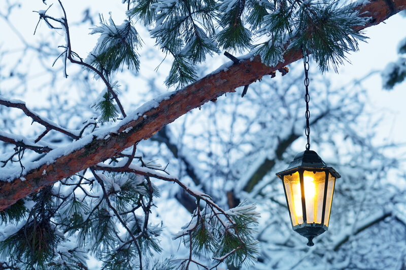Lantern Hanging from Pine