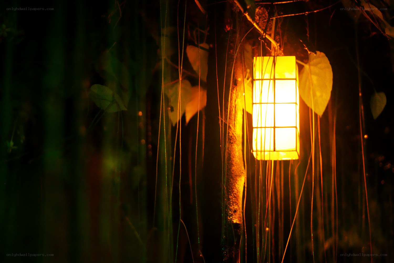 Lantern in a forest at night