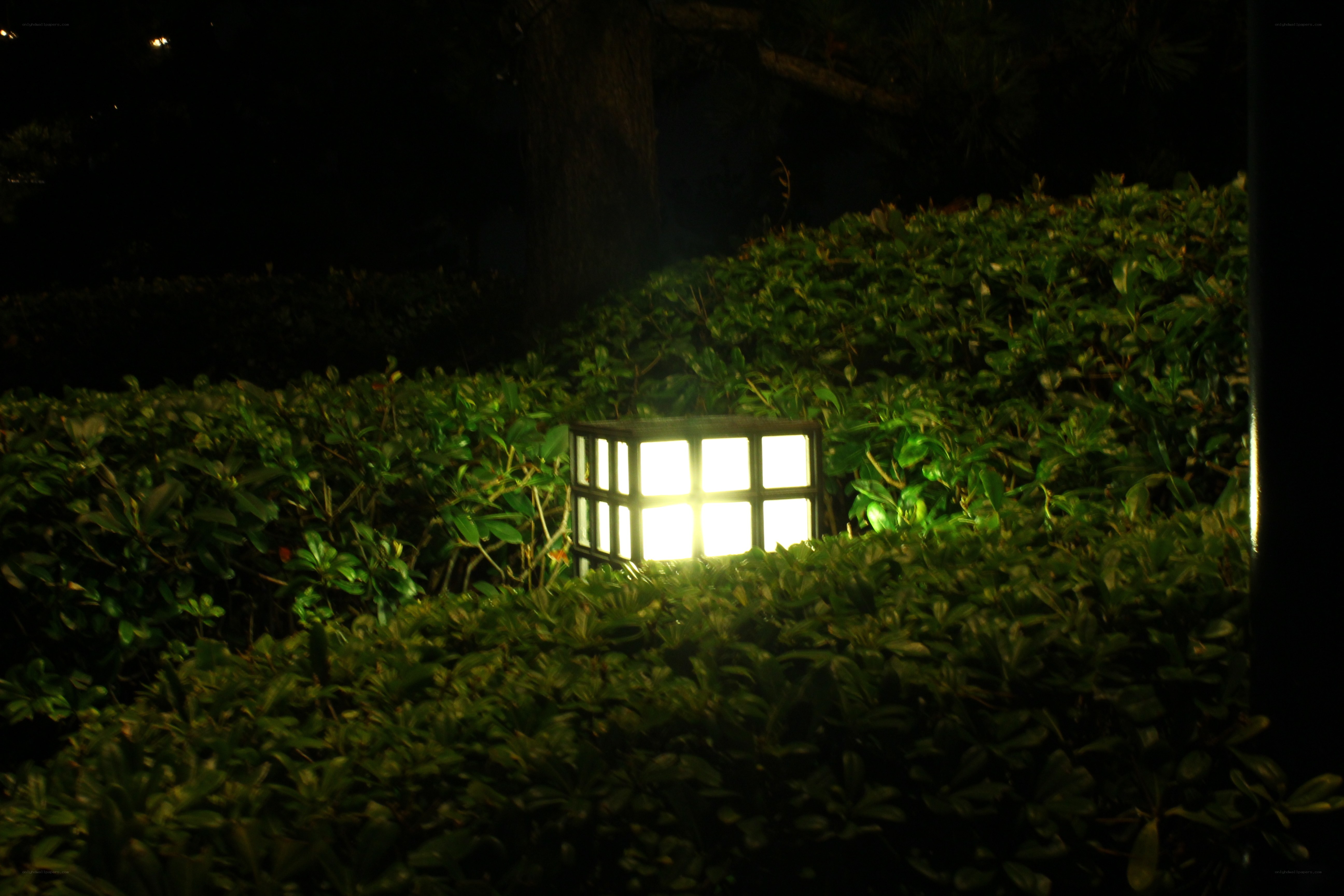 Lantern in a garden at night