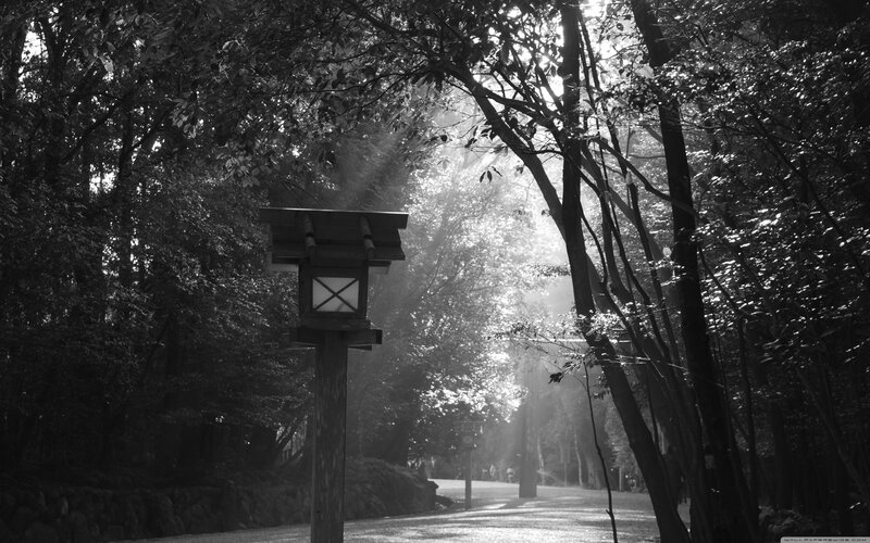Lantern in Forest Path
