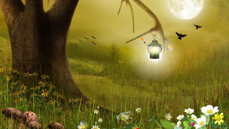 Lantern in Forest