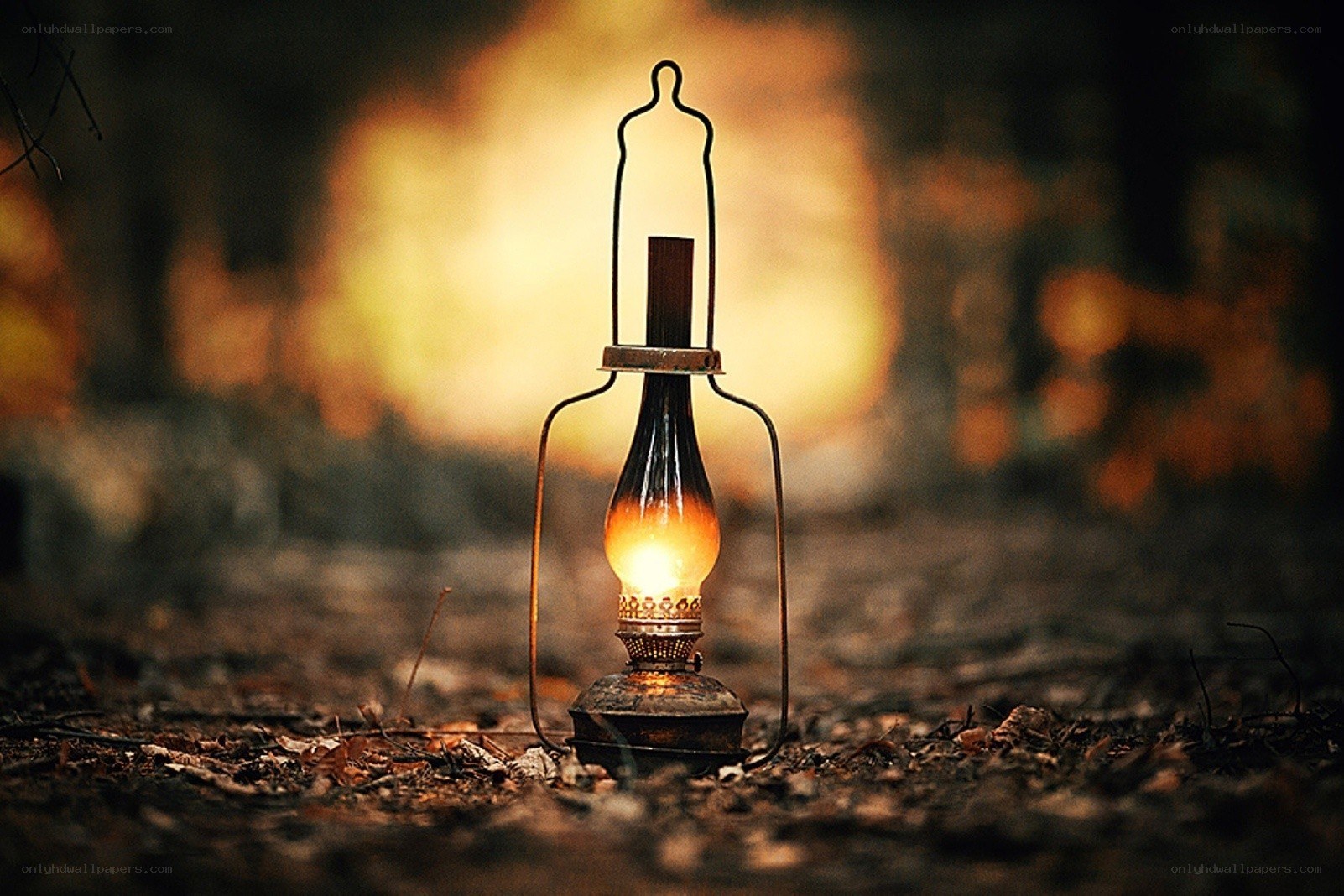 Lantern in the forest