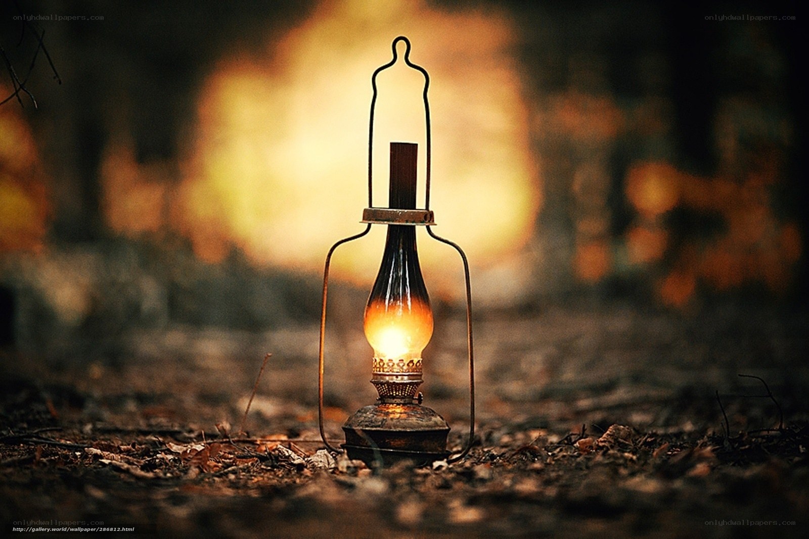 Lantern in the forest