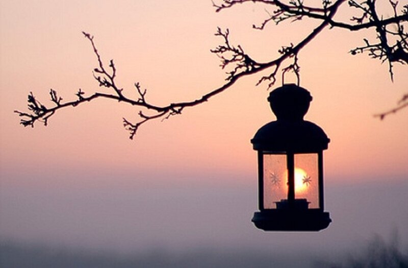 Lantern on Tree Branch