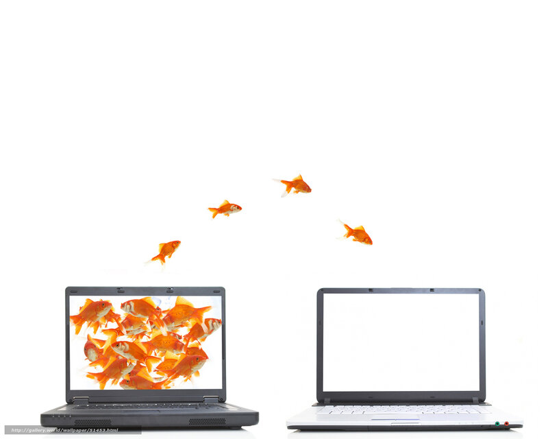 laptops with jumping goldfish