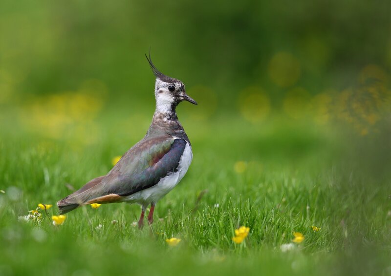 Lapwing Bird in Grass — Green