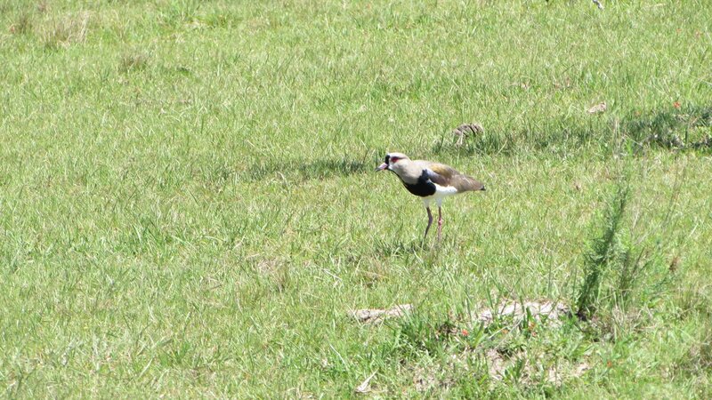 Lapwing Bird in Grass