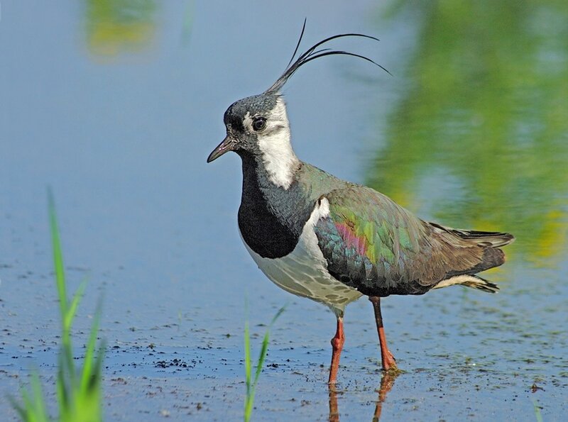 Lapwing Bird in Water