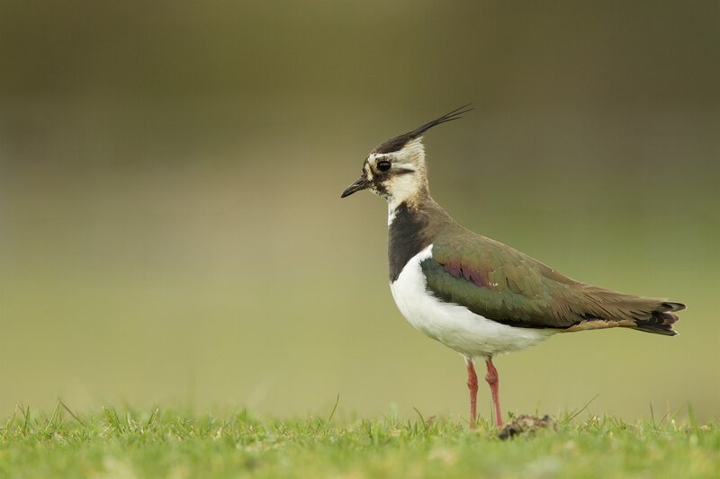 Lapwing Bird on Grass — Green