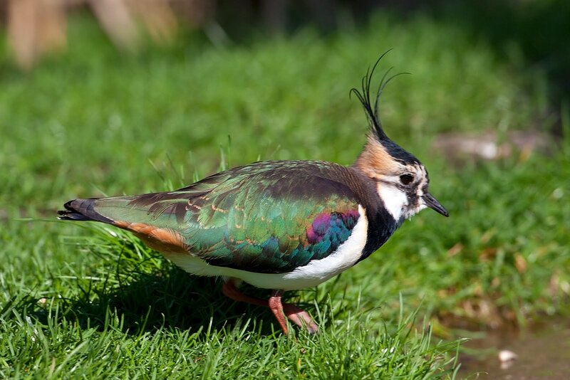 Lapwing Bird on Grass