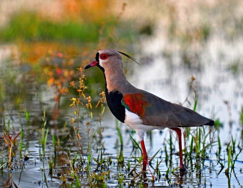 Lapwing in wetland