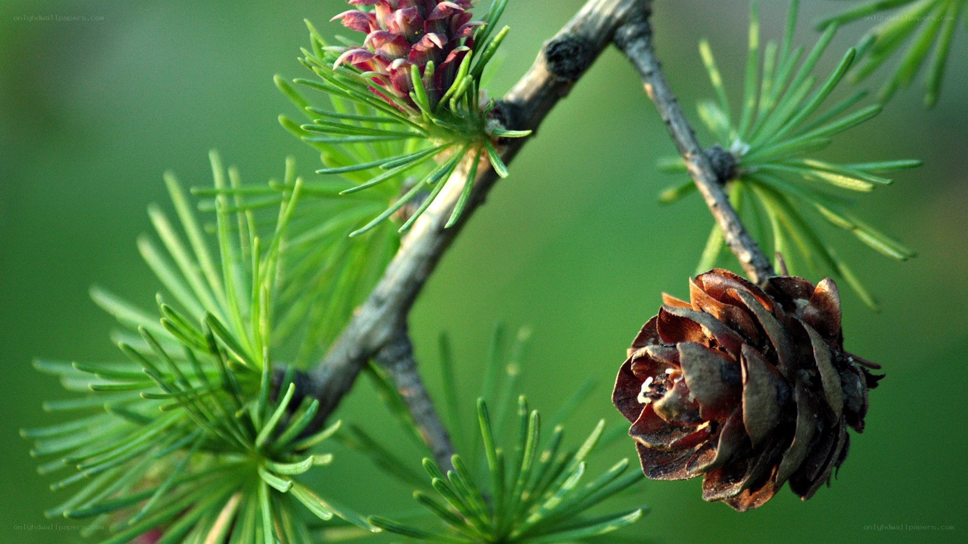 Larch branch with cone and buds