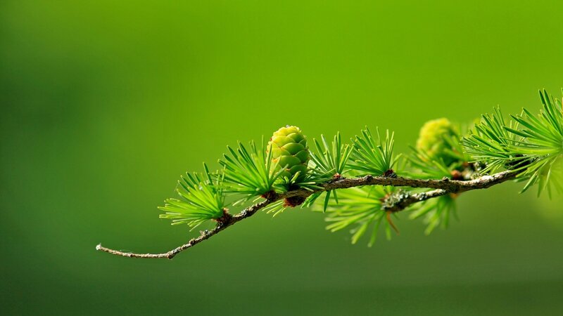 Larch Branch with Cones — Green
