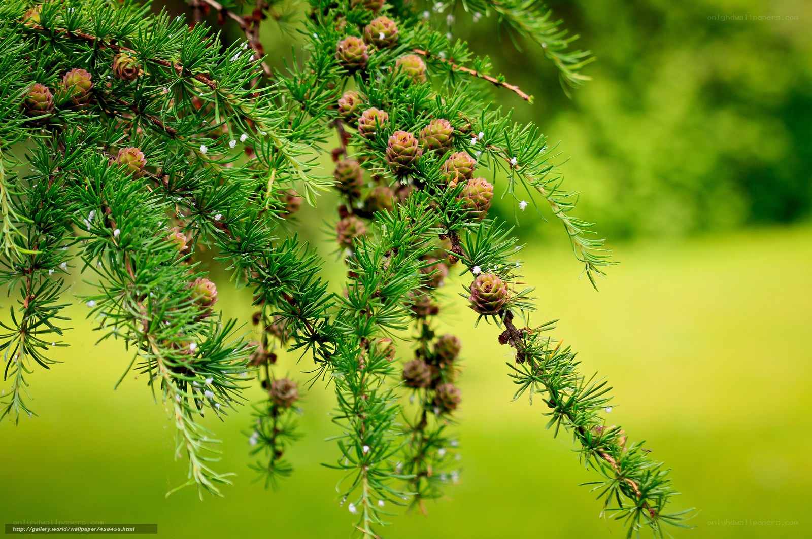 Larch branch with cones