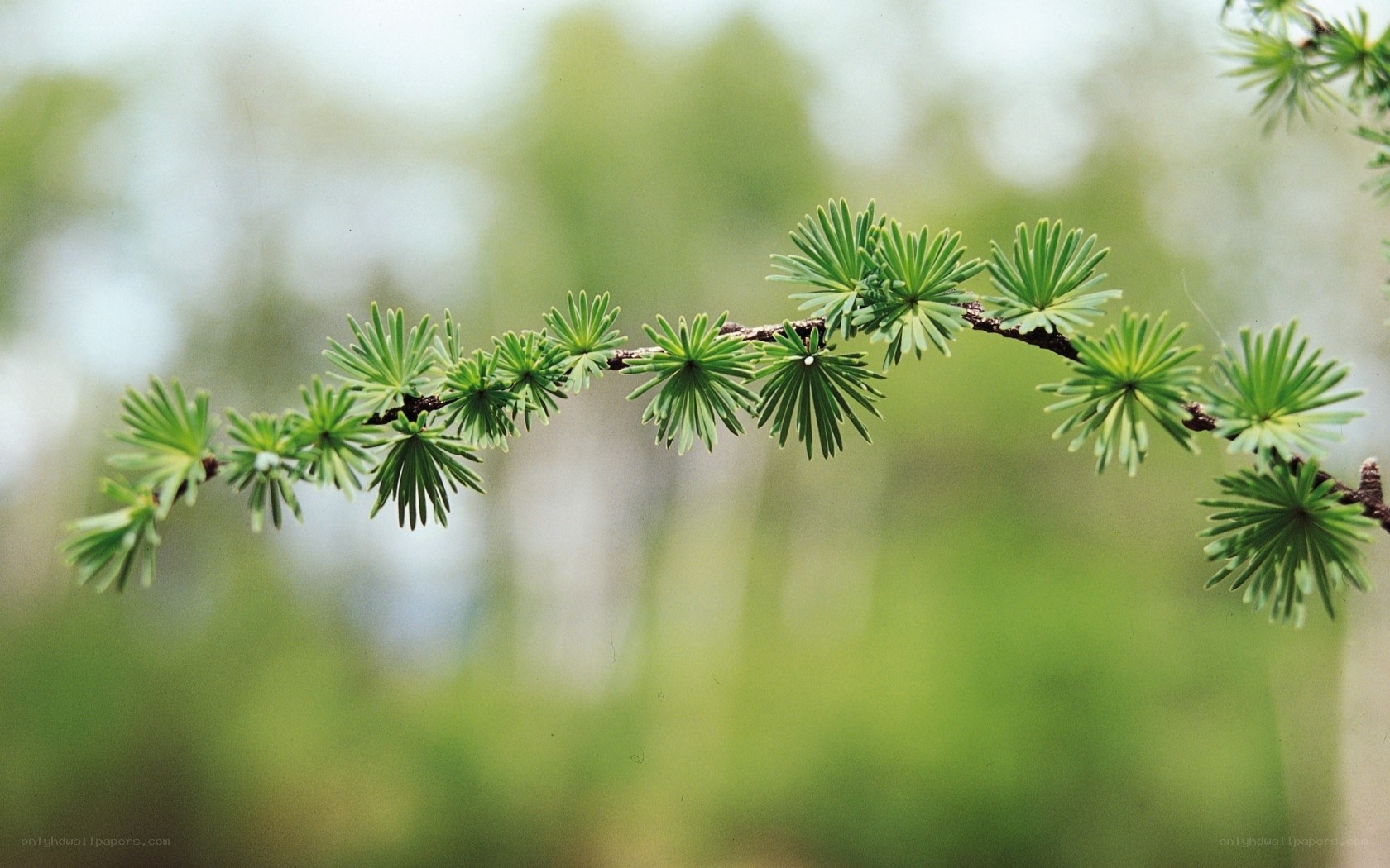 Larch branch with green needles