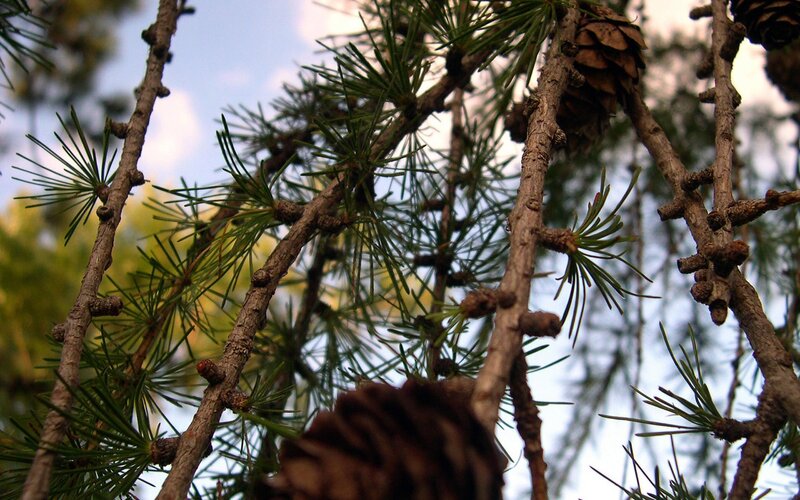 Larch branches with cones