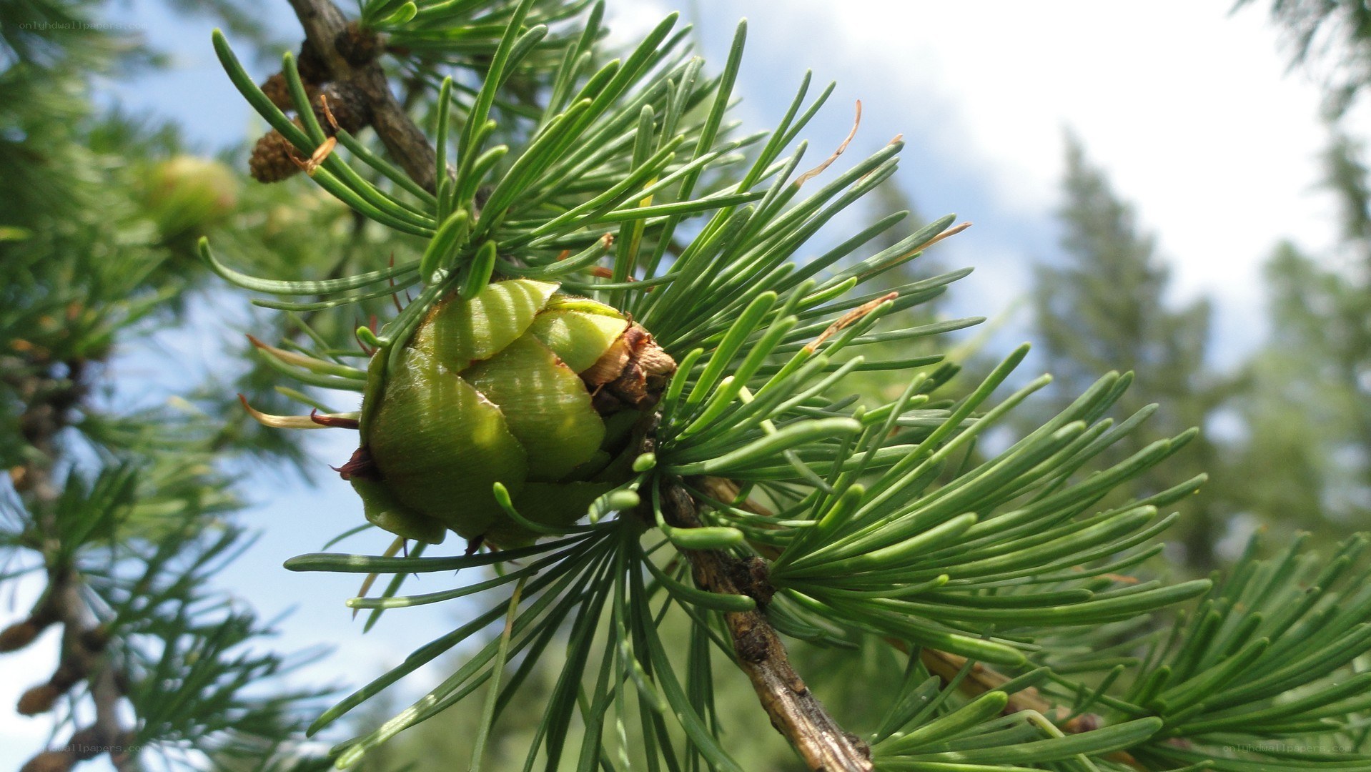 Larch cone on a branch