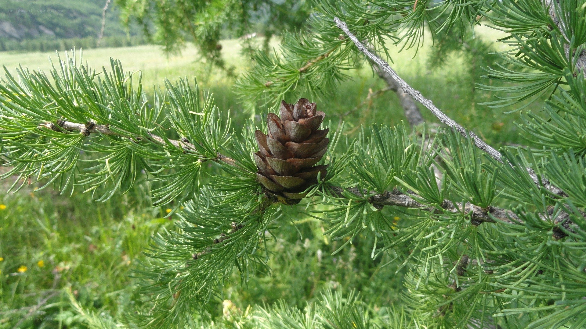 Larch cone on a branch