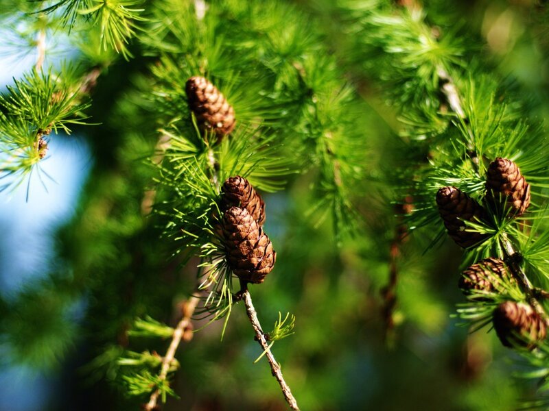 Larch cones on a branch