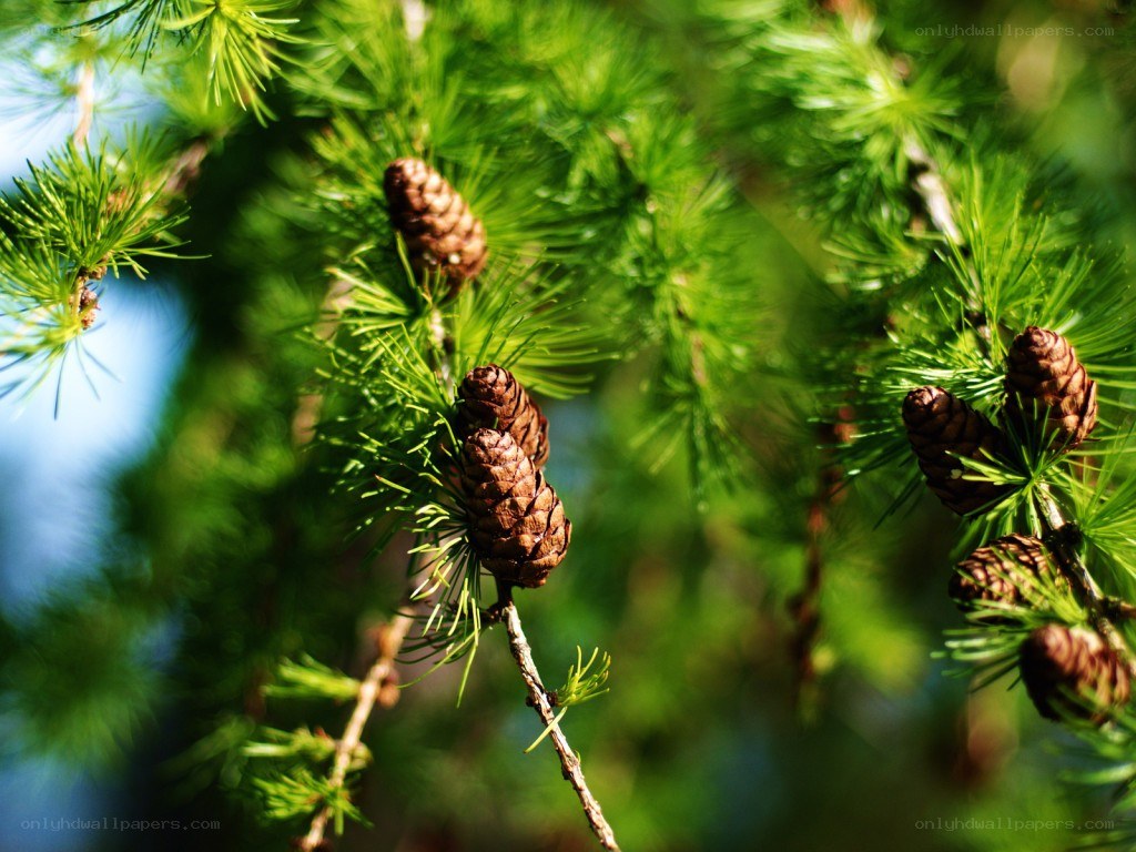 Larch cones on a branch