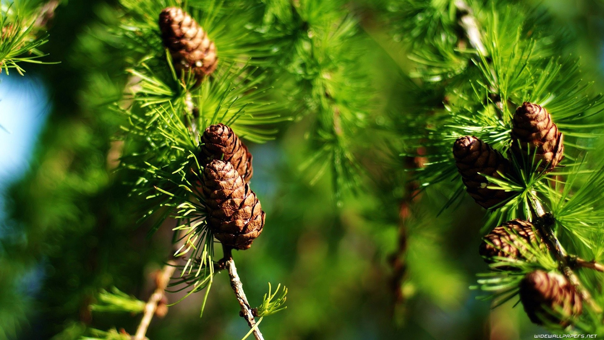 Larch cones on a branch