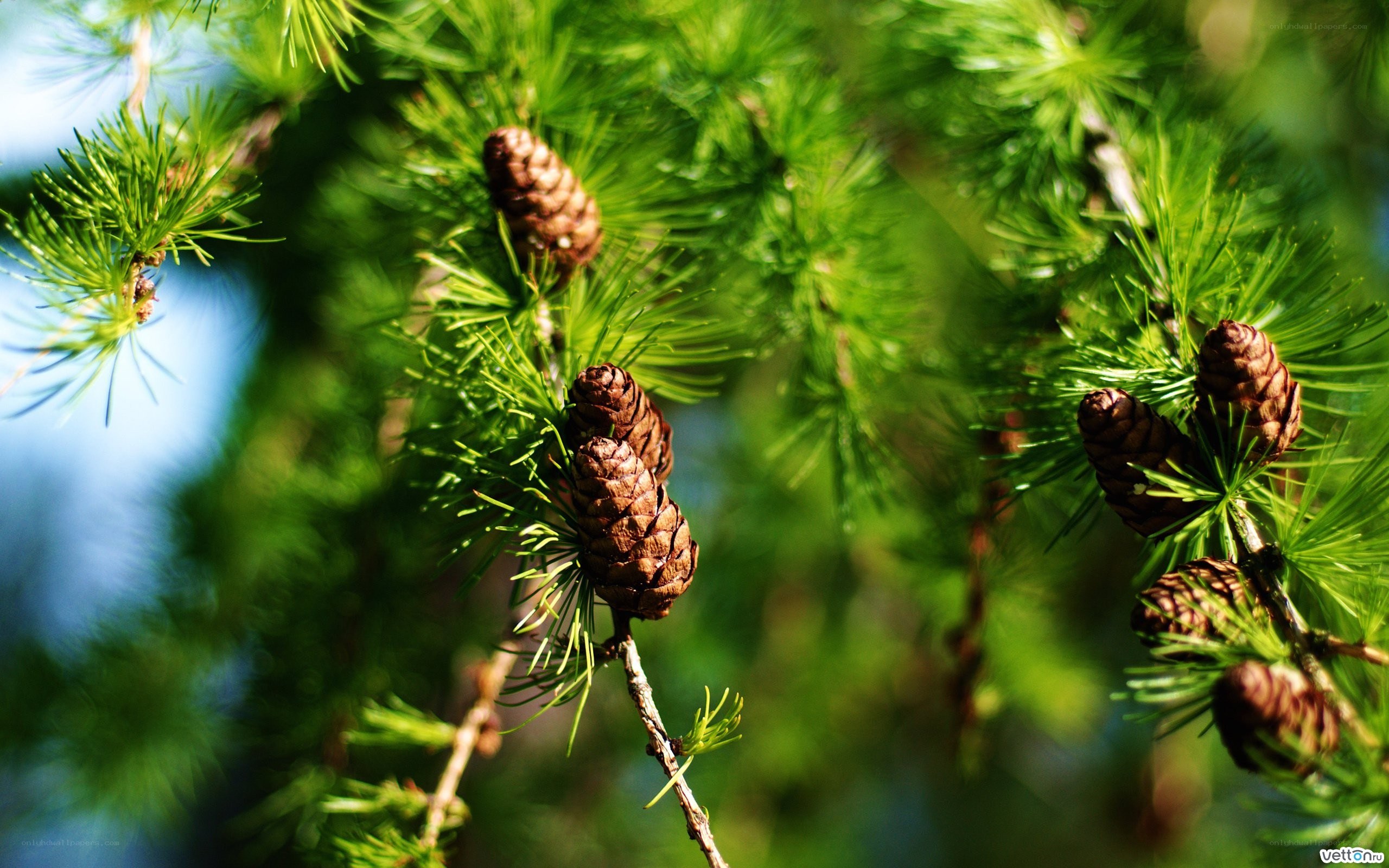 Larch cones on a branch