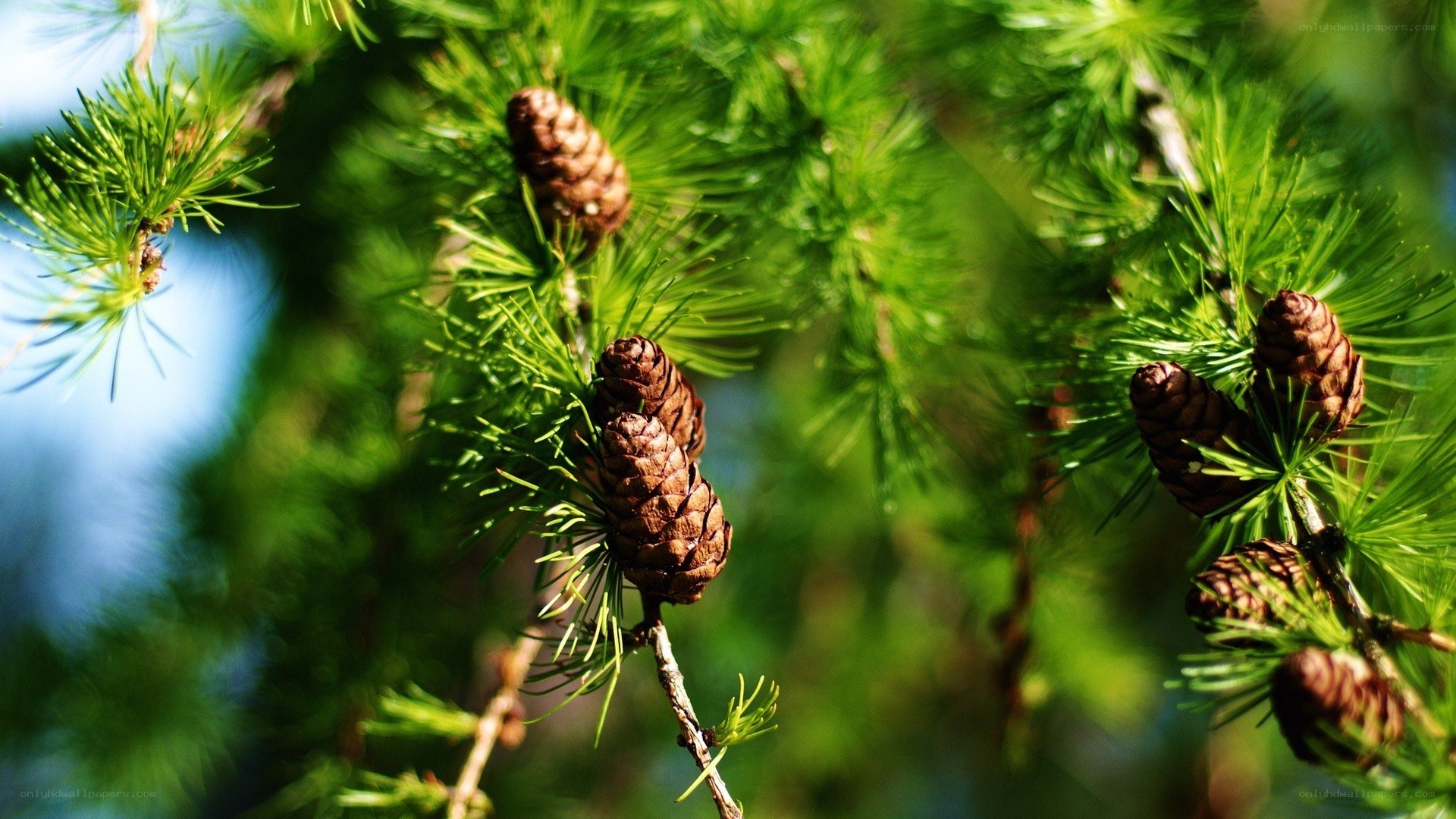 Larch cones on a branch