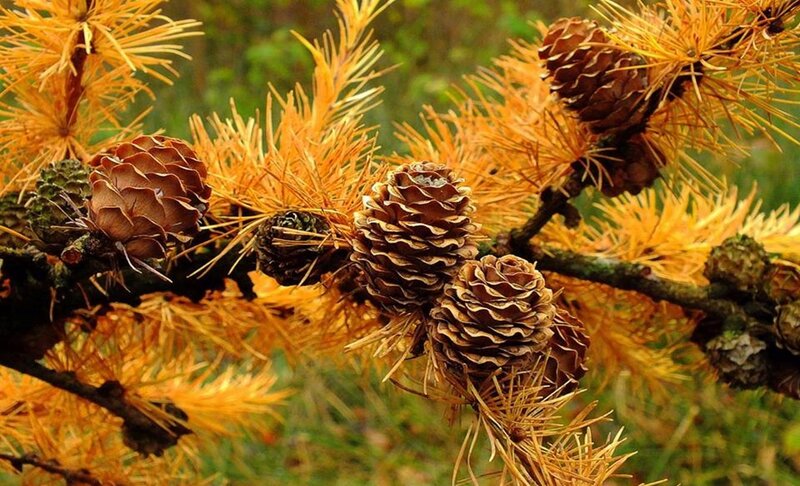 Larch Cones on Branch