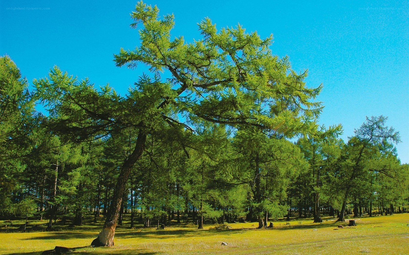 Larch forest under blue sky