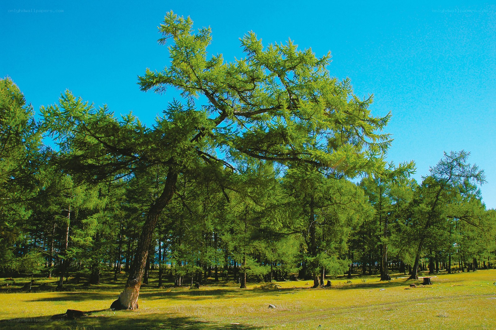 Larch forest under blue sky