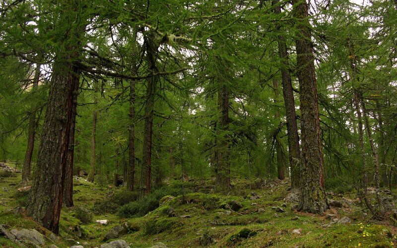 Larch Forest with Mossy Ground