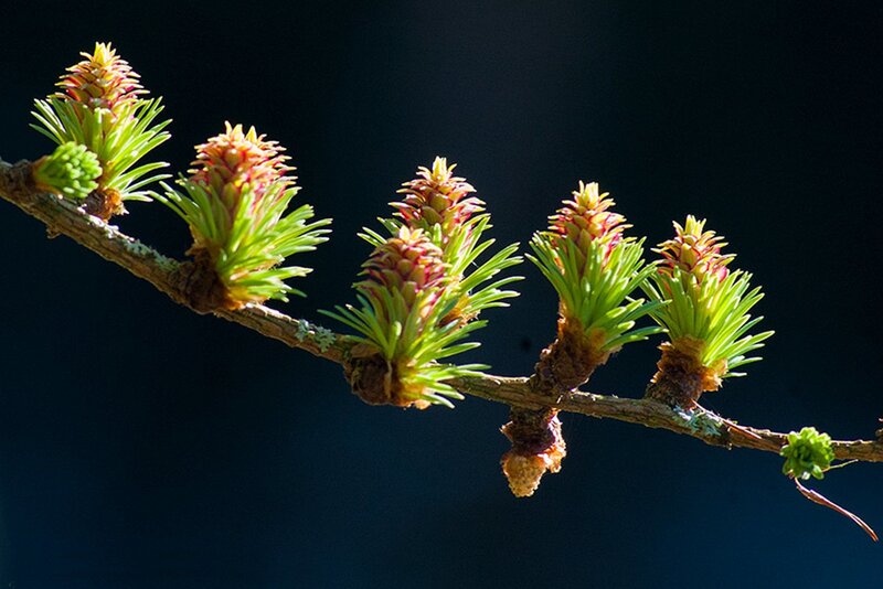 Larch Tree Branch — Green
