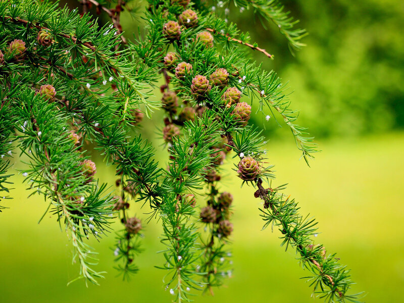 Larch Tree Branch