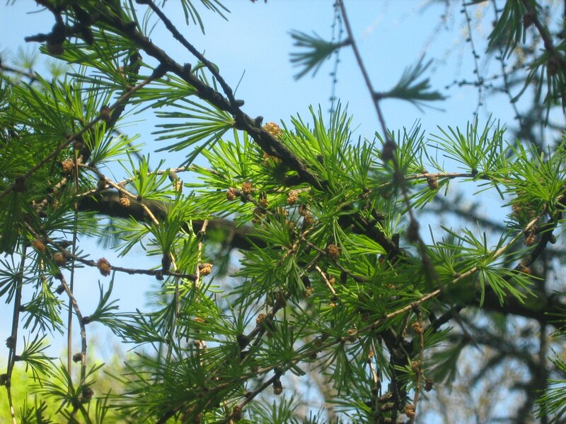 Larch tree branches with needles