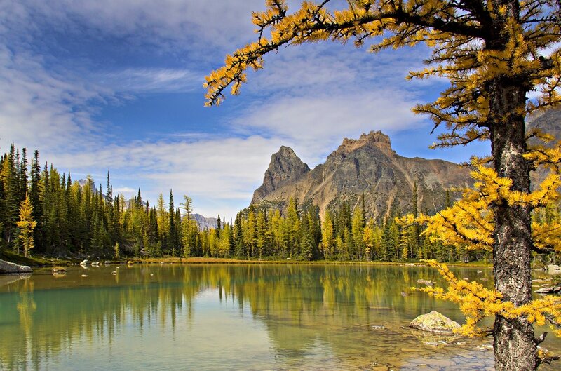 Larch Tree by Mountain Lake