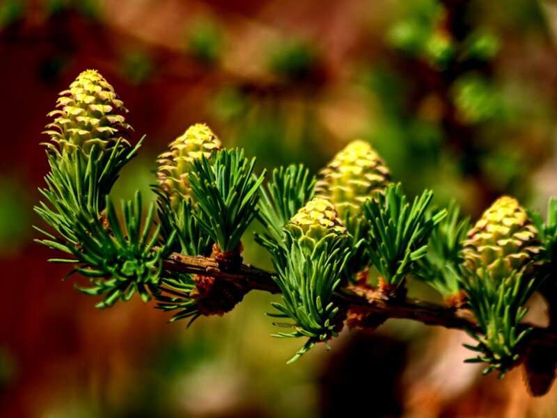 Larch Tree Cones