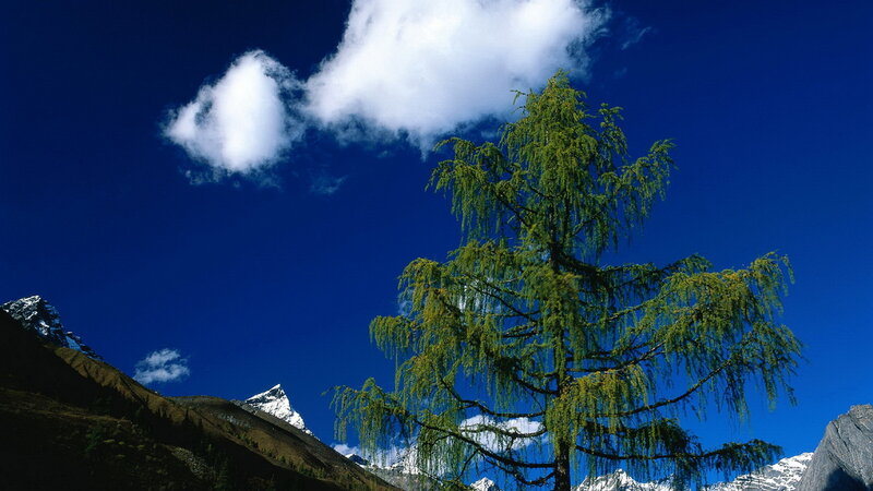Larch tree in mountain landscape