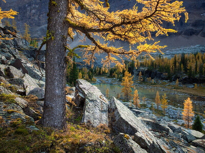 Larch Tree in Mountains