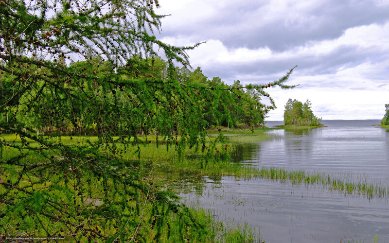 Larch Tree over Lake