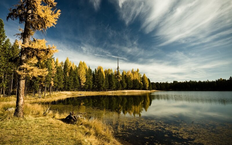Larch Trees by Lake — Blue