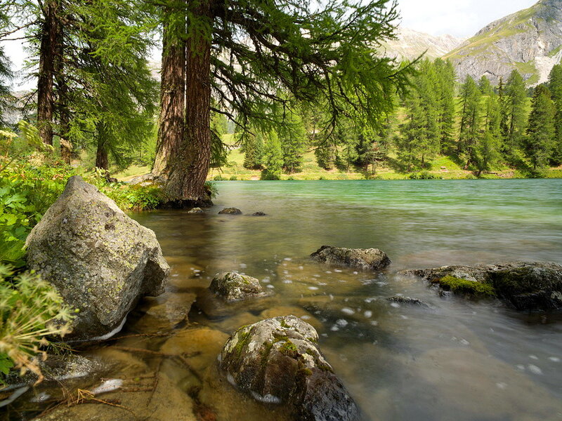 Larch Trees by Lake — Green